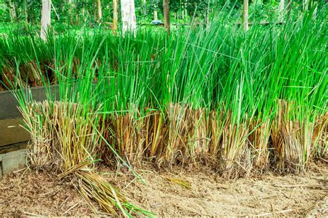 vetiver grass for sale